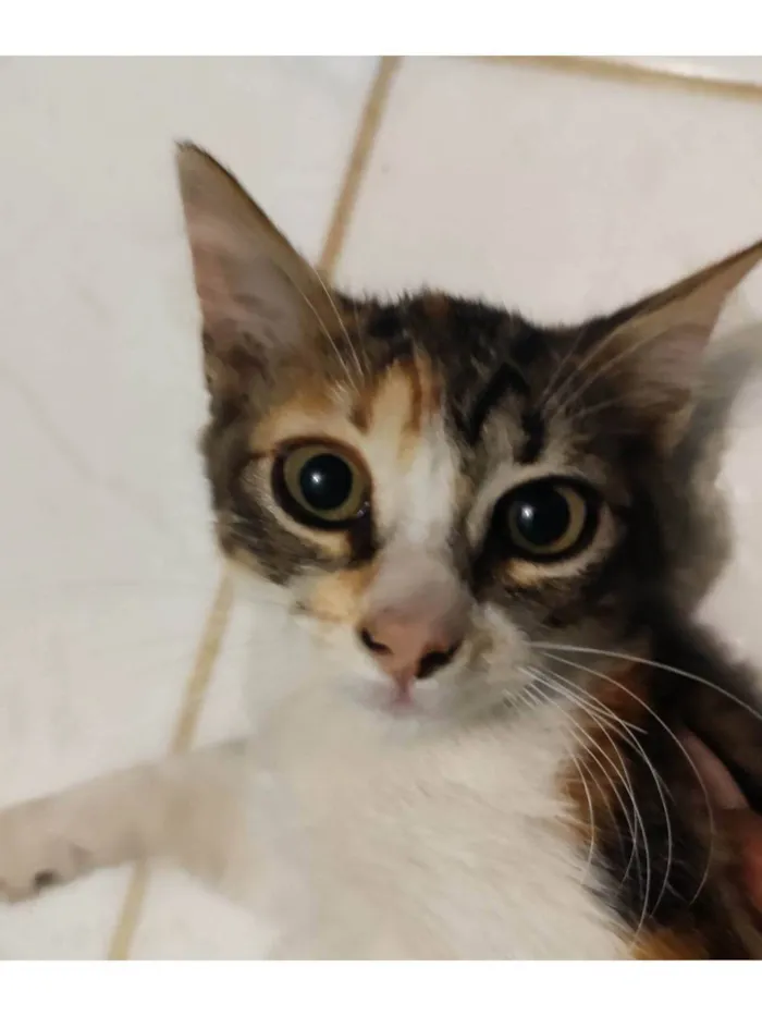 Gato ra a SRD-ViraLata idade 2 a 6 meses nome Mercúrio 