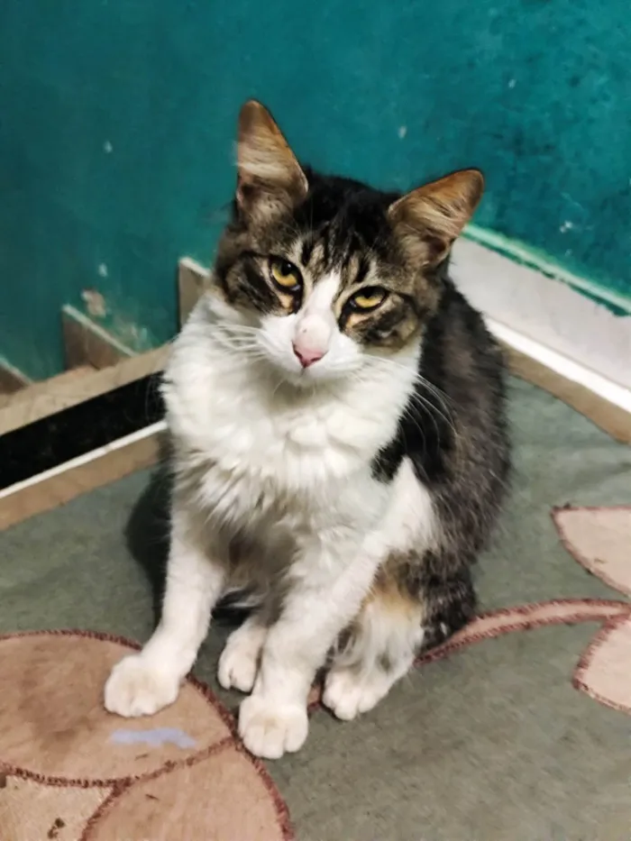 Gato ra a SRD-ViraLata idade 7 a 11 meses nome Neturno 