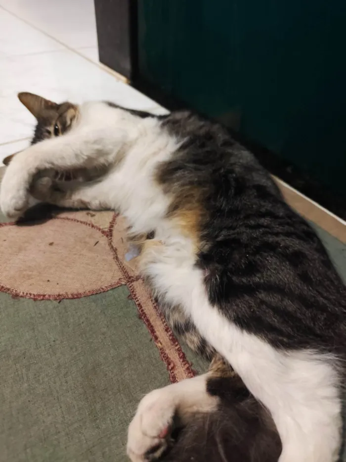 Gato ra a SRD-ViraLata idade 7 a 11 meses nome Neturno 