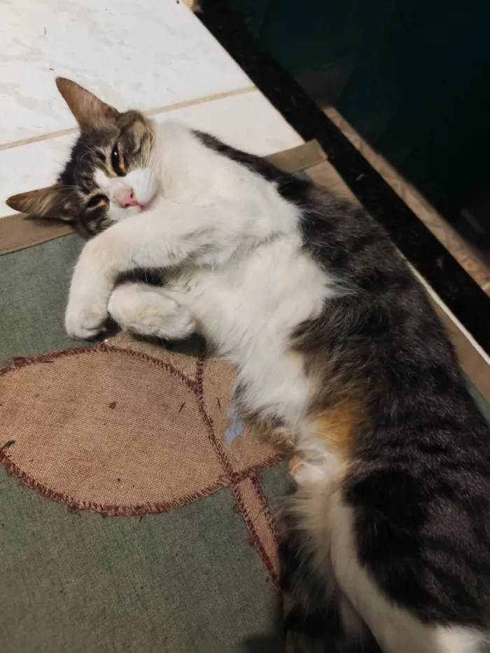 Gato ra a SRD-ViraLata idade 7 a 11 meses nome Neturno 