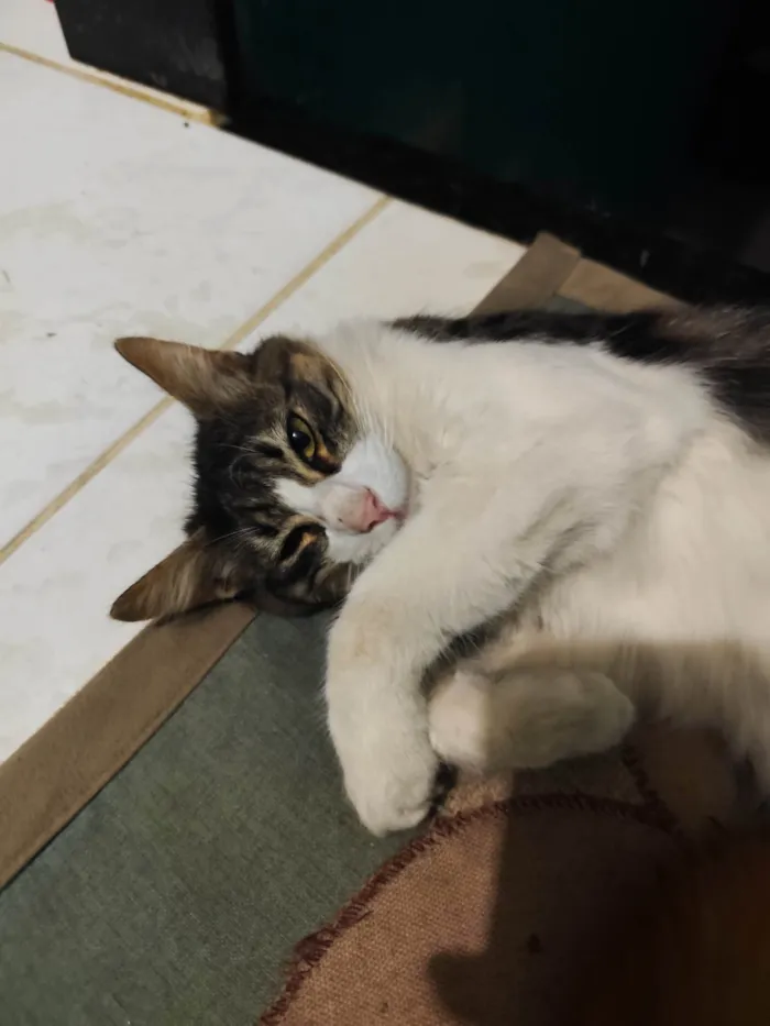 Gato ra a SRD-ViraLata idade 7 a 11 meses nome Neturno 