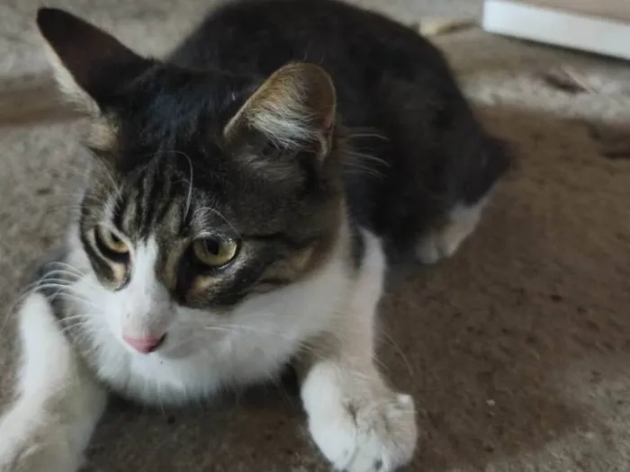 Gato ra a SRD-ViraLata idade 7 a 11 meses nome Neturno 