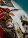 Lily