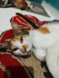 Lily
