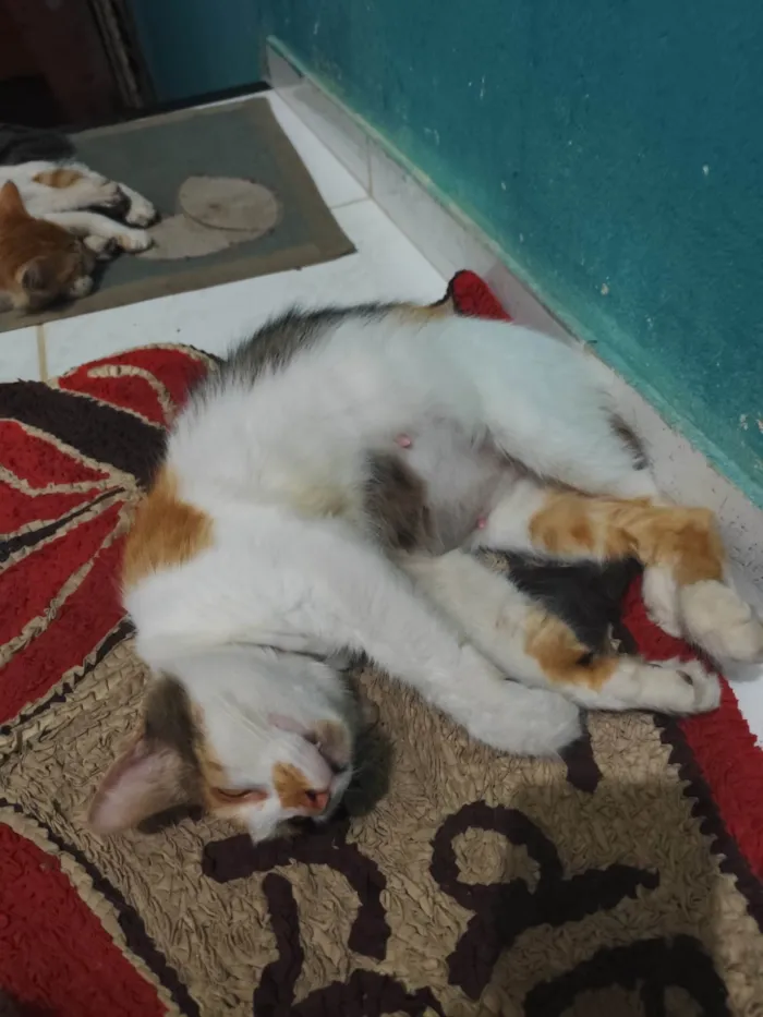 Gato ra a SRD-ViraLata idade 3 anos nome Lily