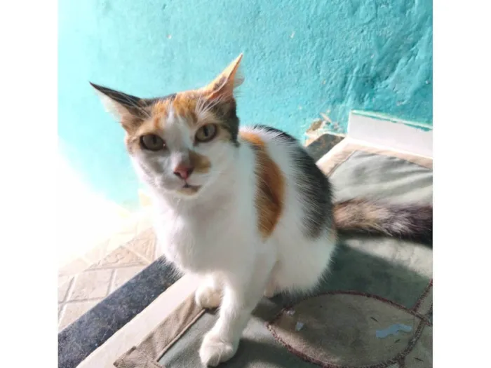 Gato ra a SRD-ViraLata idade 3 anos nome Lily