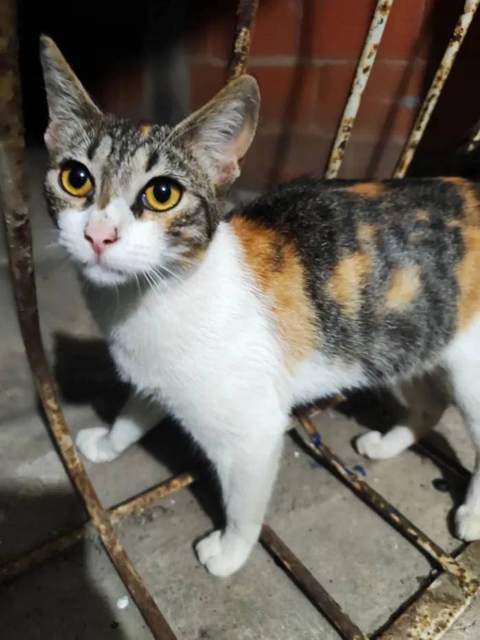 Gato ra a SRD-ViraLata idade 7 a 11 meses nome Estrela 