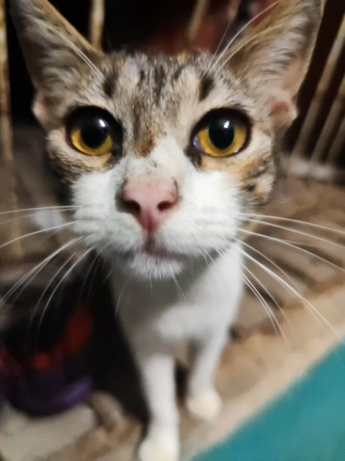 Gato ra a SRD-ViraLata idade 7 a 11 meses nome Estrela 