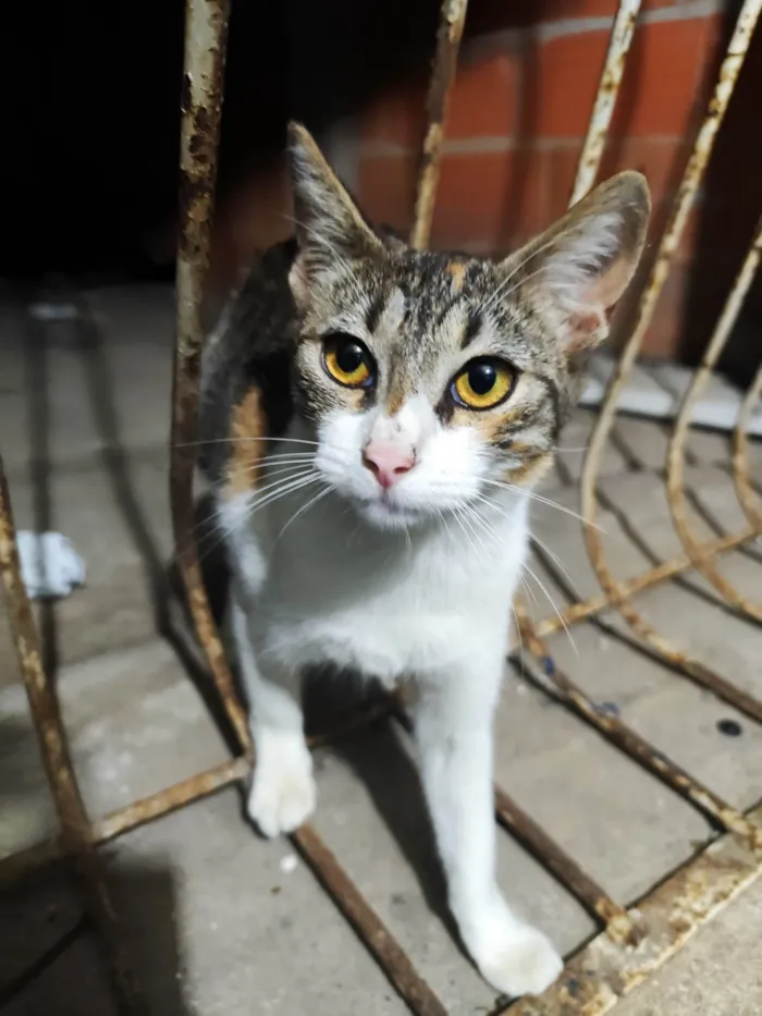 Gato ra a SRD-ViraLata idade 7 a 11 meses nome Estrela 