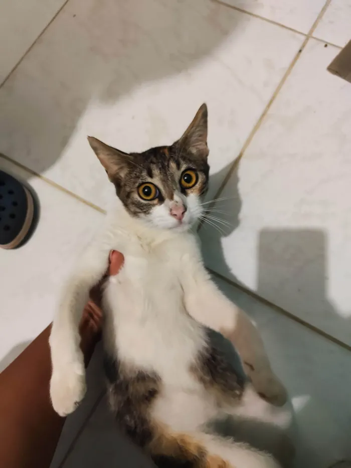 Gato ra a SRD-ViraLata idade 7 a 11 meses nome Estrela 