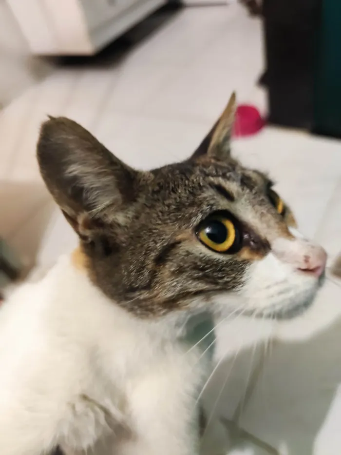 Gato ra a SRD-ViraLata idade 7 a 11 meses nome Estrela 
