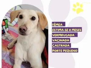 Cachorro raça SRD-ViraLata idade 7 a 11 meses nome Lana