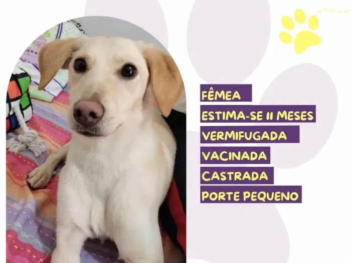 Cachorro ra a SRD-ViraLata idade 7 a 11 meses nome Lana