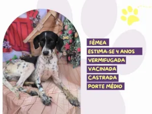 Cachorro raça SRD-ViraLata idade 4 anos nome Lady