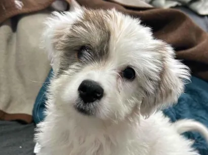 Cachorro raça SRD-ViraLata idade 2 a 6 meses nome Cacau 