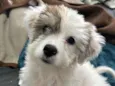 Cacau
