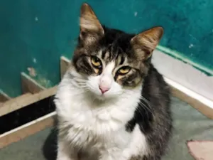 Gato raça SRD-ViraLata idade 7 a 11 meses nome Neturno 