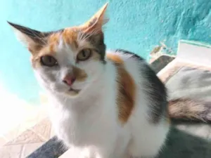 Gato raça SRD-ViraLata idade 3 anos nome Lily