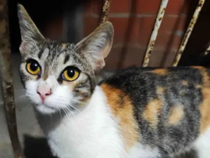 Gato raça SRD-ViraLata idade 7 a 11 meses nome Estrela 