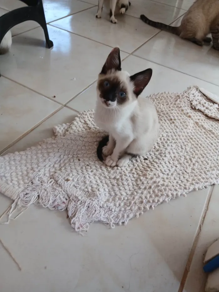 Gato ra a SRD-ViraLata idade 2 a 6 meses nome Puppy