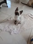 Puppy