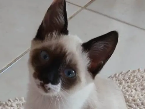 Gato ra a SRD-ViraLata idade 2 a 6 meses nome Puppy