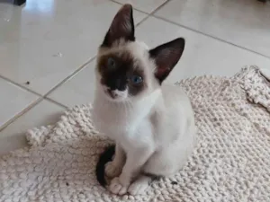 Gato raça SRD-ViraLata idade 2 a 6 meses nome Puppy