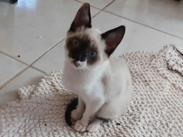 Gato ra a SRD-ViraLata idade 2 a 6 meses nome Puppy