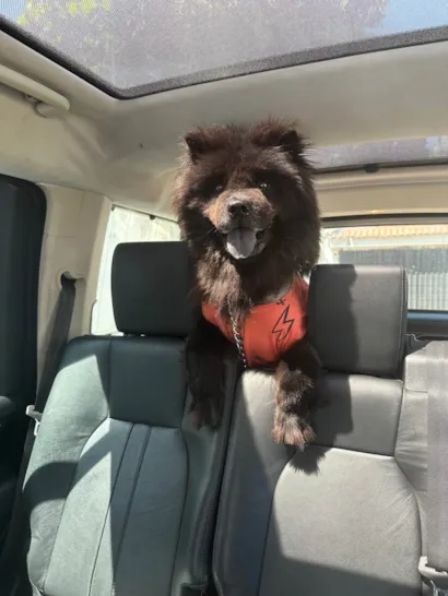 Cachorro raça Chow Chow idade 6 ou mais anos nome Iron 