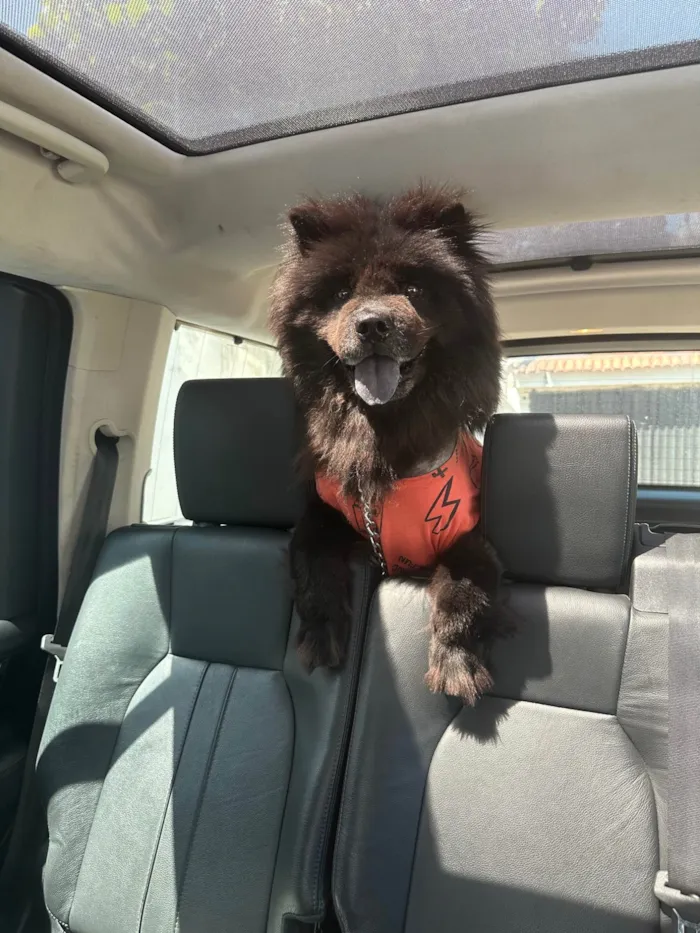 Cachorro ra a Chow Chow idade 6 ou mais anos nome Iron 