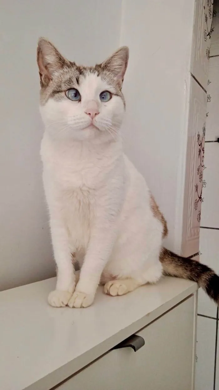 Gato ra a SRD-ViraLata idade 1 ano nome Rubi