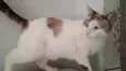Rubi