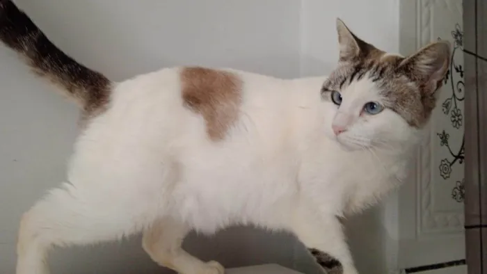 Gato ra a SRD-ViraLata idade 1 ano nome Rubi