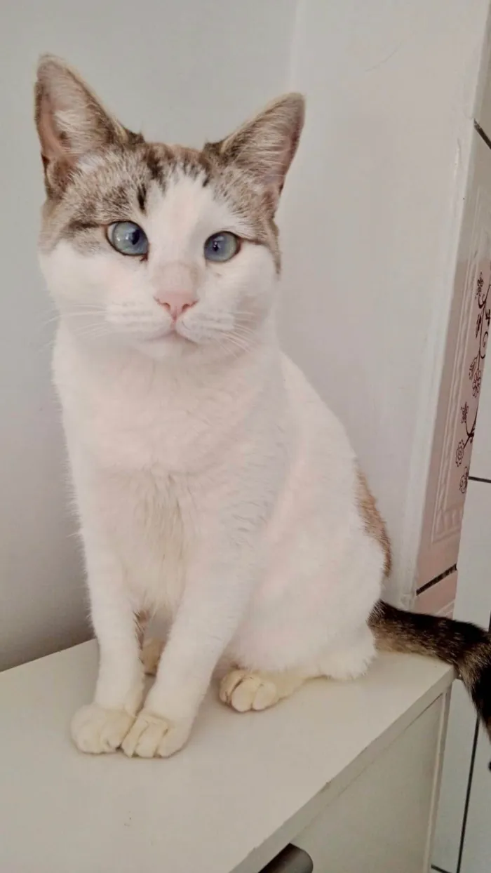 Gato ra a SRD-ViraLata idade 1 ano nome Rubi