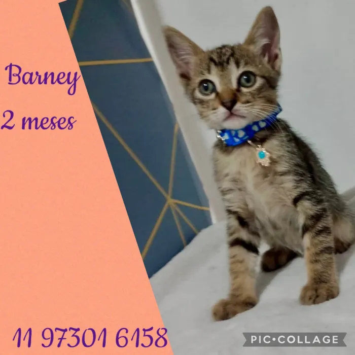 Gato ra a SRD-ViraLata idade 2 a 6 meses nome Gatinhos filhotes 