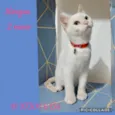 Gatinhos filhotes 