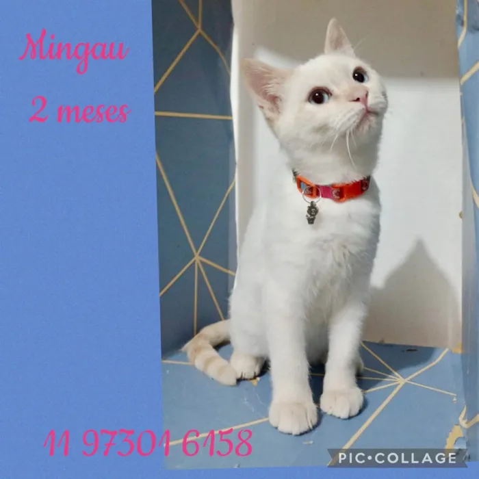 Gato ra a SRD-ViraLata idade 2 a 6 meses nome Gatinhos filhotes 