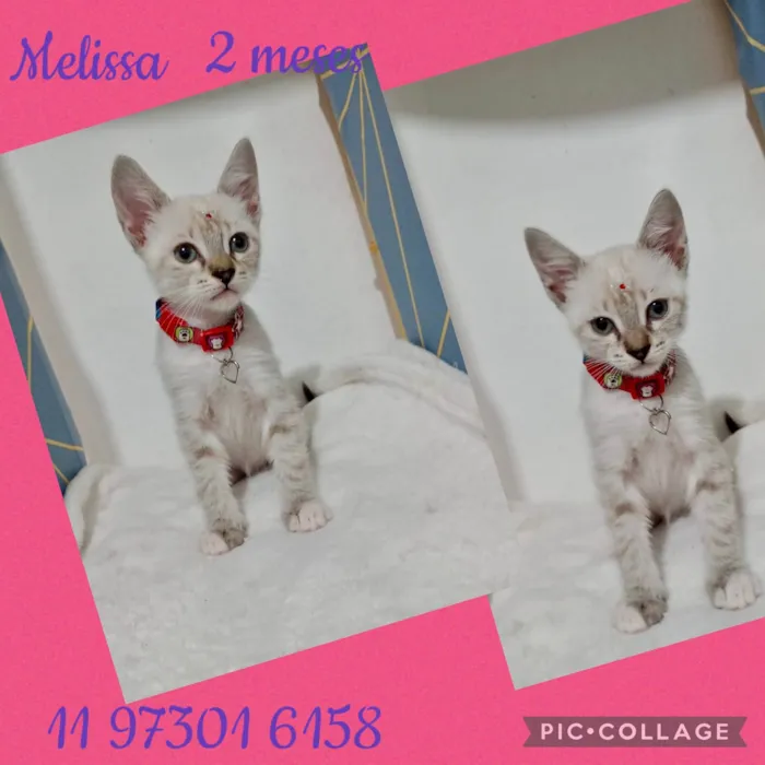Gato ra a SRD-ViraLata idade 2 a 6 meses nome Gatinhos filhotes 