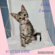 Gatinhos filhotes 
