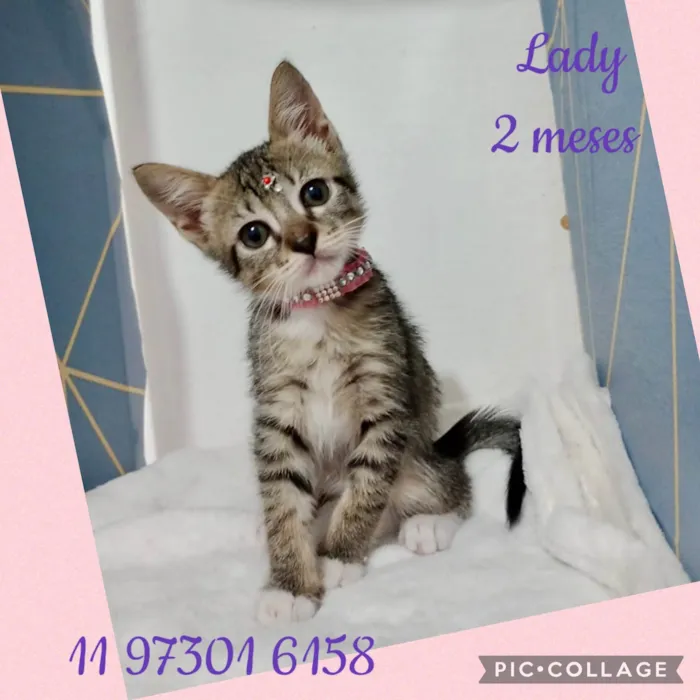 Gato ra a SRD-ViraLata idade 2 a 6 meses nome Gatinhos filhotes 