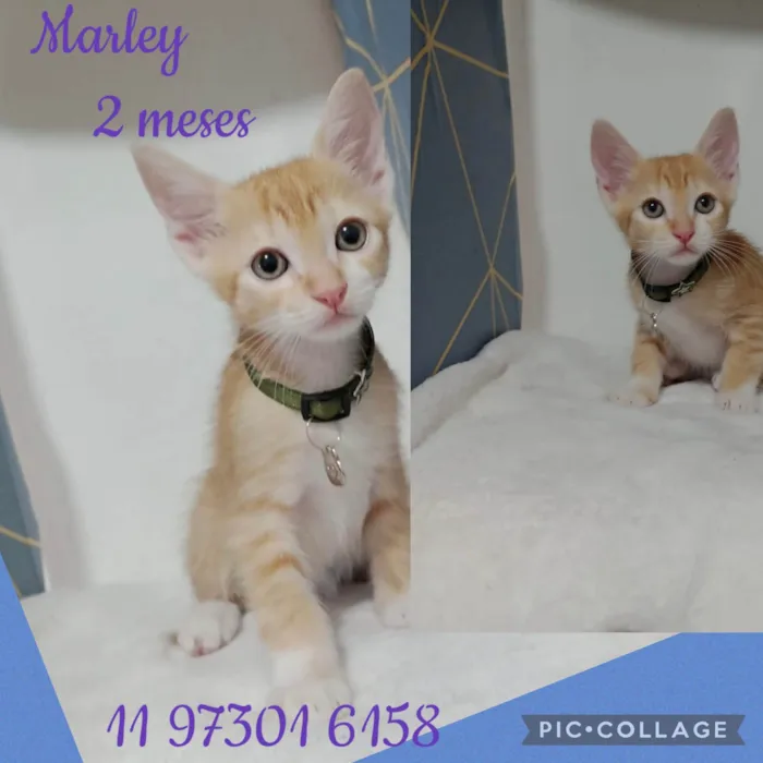 Gato ra a SRD-ViraLata idade 2 a 6 meses nome Gatinhos filhotes 