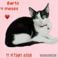 Gatinhos filhotes 