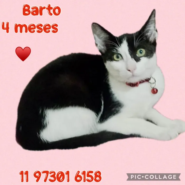 Gato ra a SRD-ViraLata idade 2 a 6 meses nome Gatinhos filhotes 