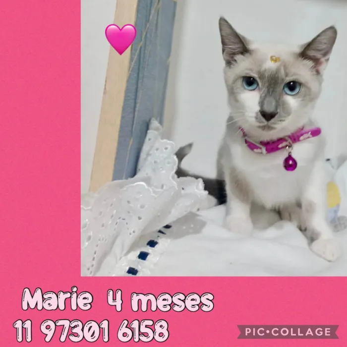 Gato ra a SRD-ViraLata idade 2 a 6 meses nome Gatinhos filhotes 