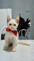 Gatinhos filhotes 