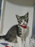 Gatinhos filhotes 