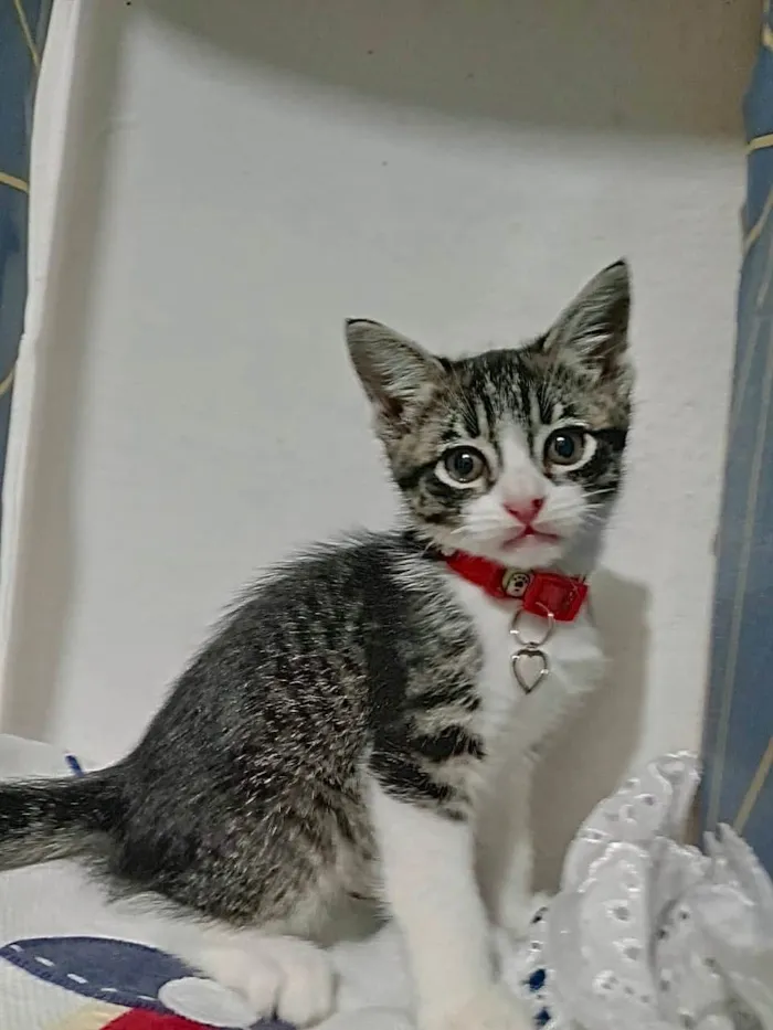 Gato ra a SRD-ViraLata idade 2 a 6 meses nome Gatinhos filhotes 