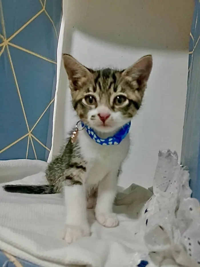Gato ra a SRD-ViraLata idade 2 a 6 meses nome Gatinhos filhotes 