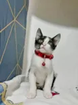 Gatinhos filhotes 