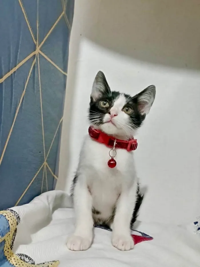 Gato ra a SRD-ViraLata idade 2 a 6 meses nome Gatinhos filhotes 